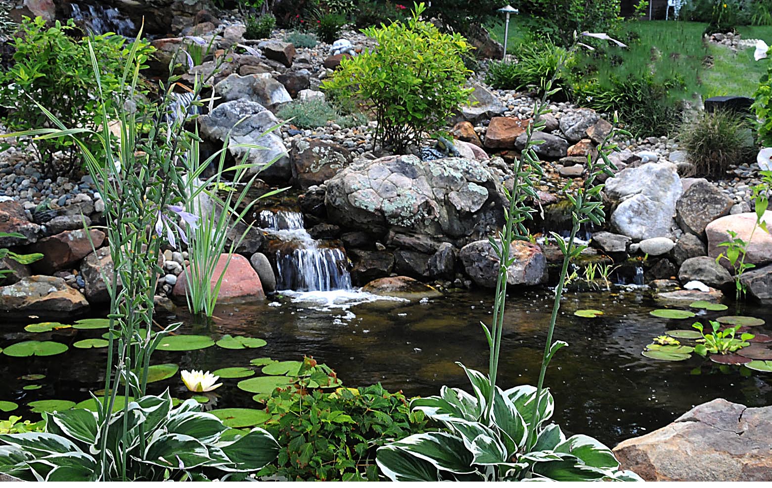 Water Garden Society of Greater Kansas City Gallery | Kansas City, MO